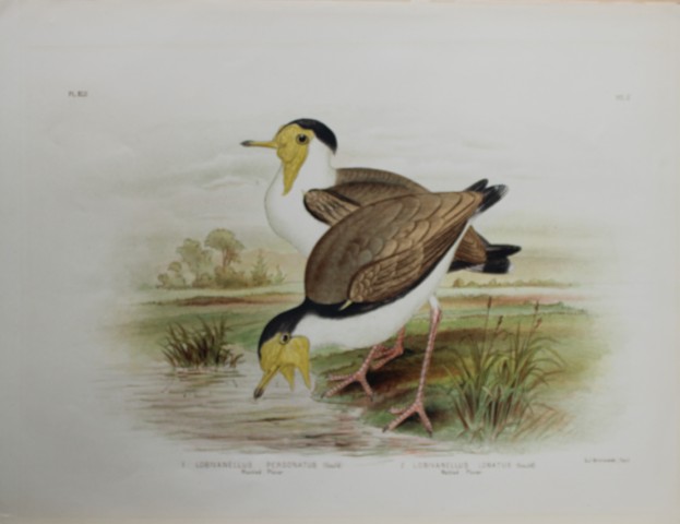 Broinowski - Chromolithograph of Plovers 1890