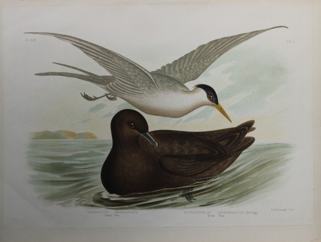 Broinowski - Chromolithograph of  Indian Tern and Great Skua 1890