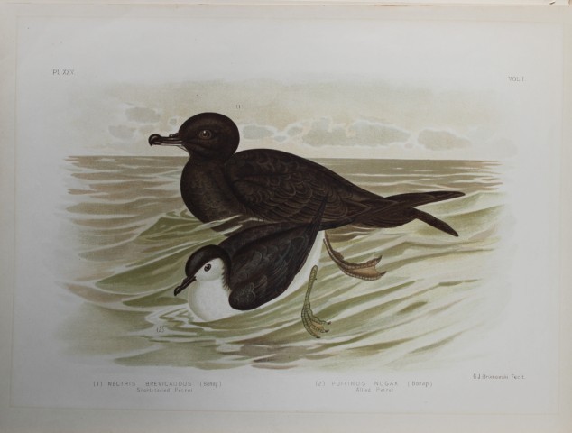 Broinowski - Chromolithograph of  Petrels 1890