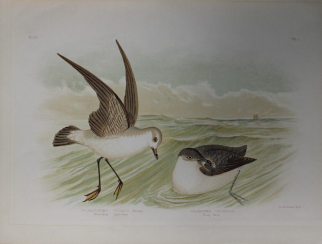Broinowski - Chromolithograph of  Petrels 1890