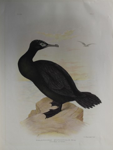 Broinowski - Chromolithograph of Little Black Cormorant 1890