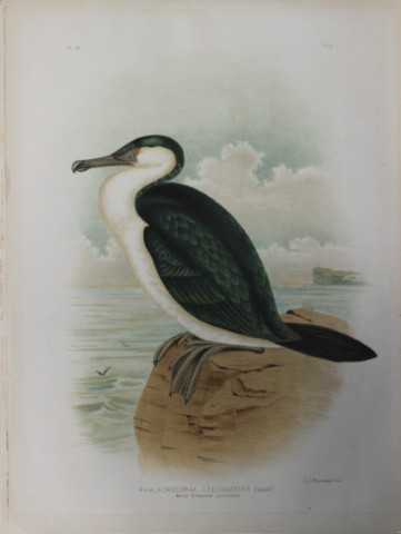 Broinowski - Chromolithograph of White Breasted Cormorant 1890