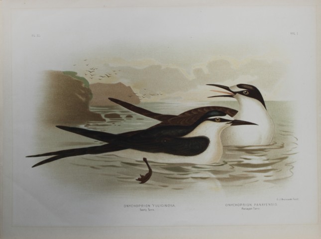 Broinowski - Chromolithograph of Sooty and Panayan Terns 1890