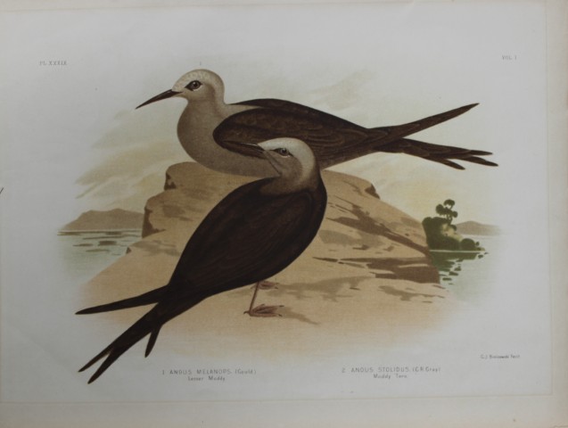 Broinowski - Chromolithograph of Lesser Moddy and Moddy Tern 1890
