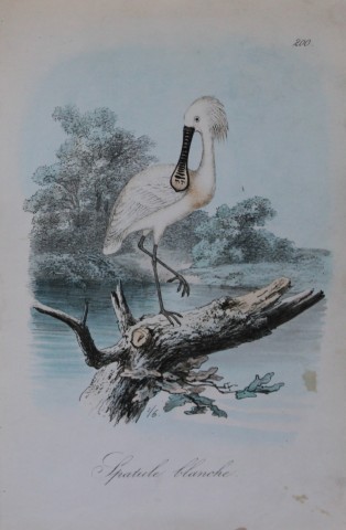 Charles Dubois - Rare lithograph of Spoonbill 1854-60