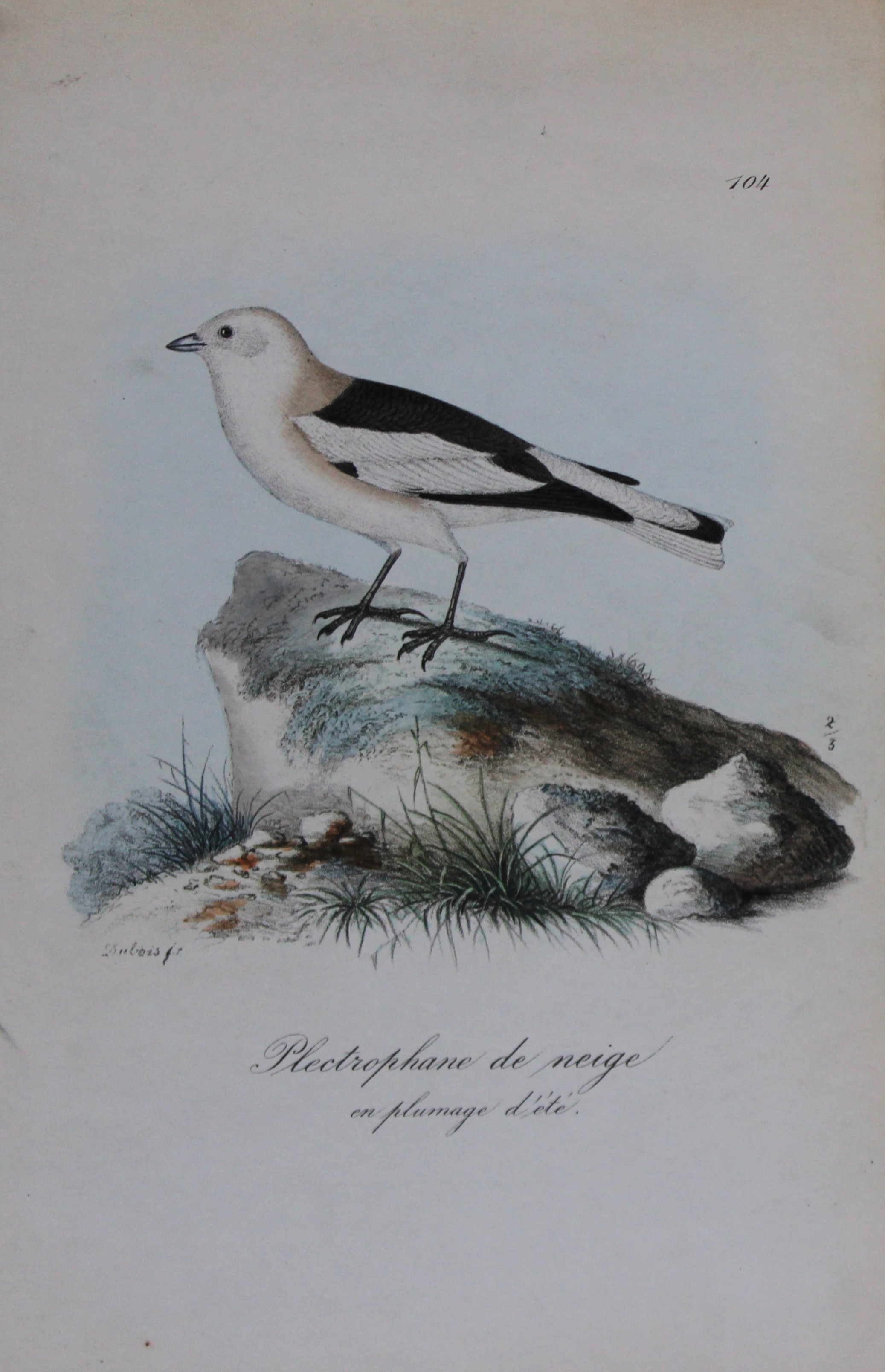 Charles Dubois - Rare lithograph of Snow Bunting 1854-60