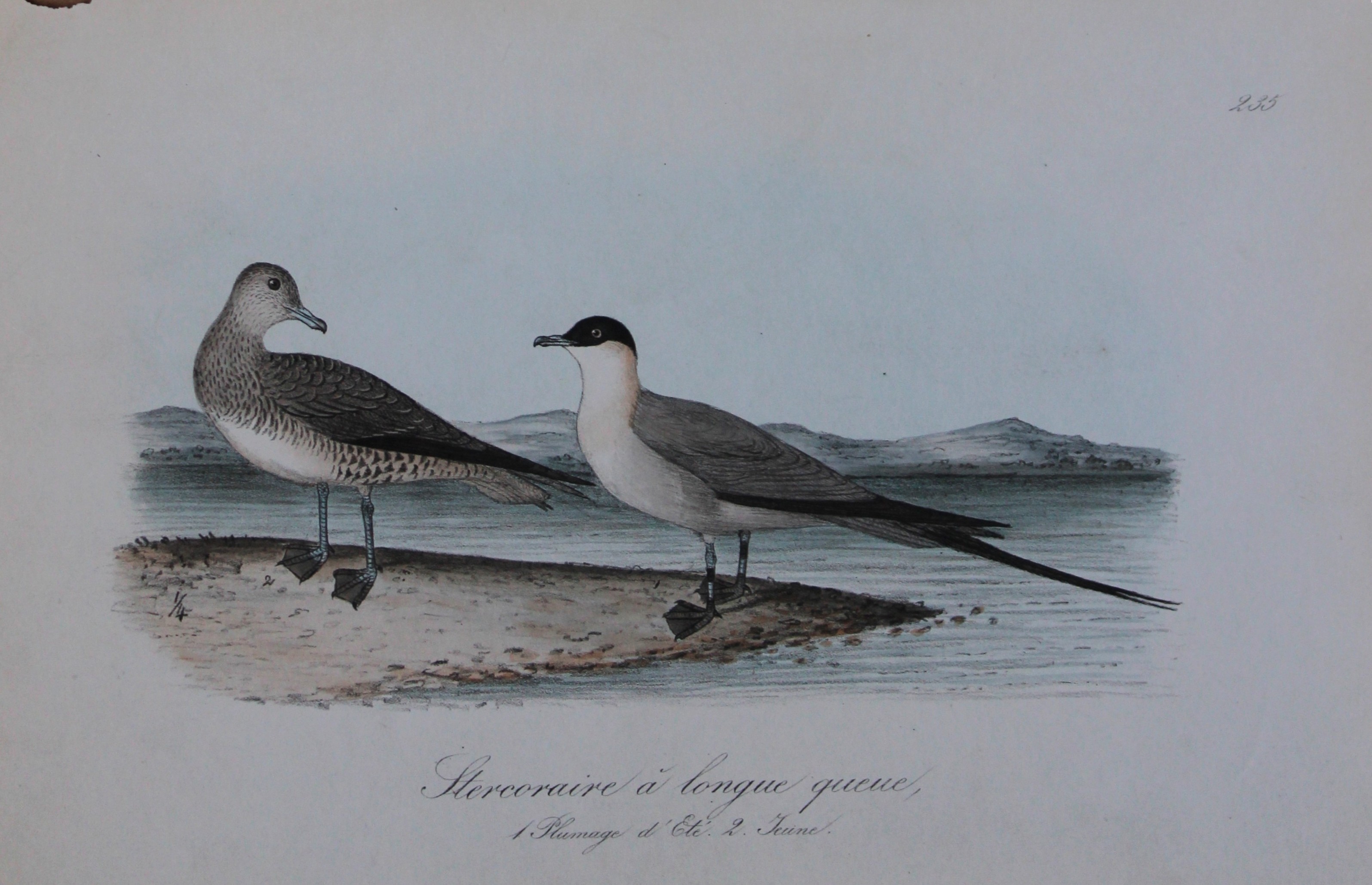 Charles Dubois - Rare lithograph of Long-tailed Skua 1854-60