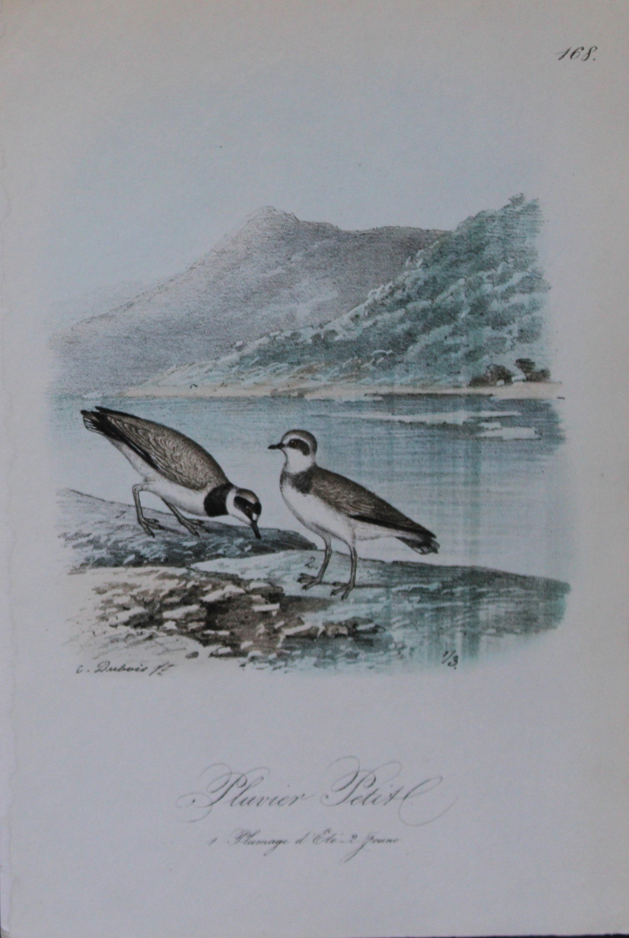 Charles Dubois - Rare lithograph of Little Plover 1854-60