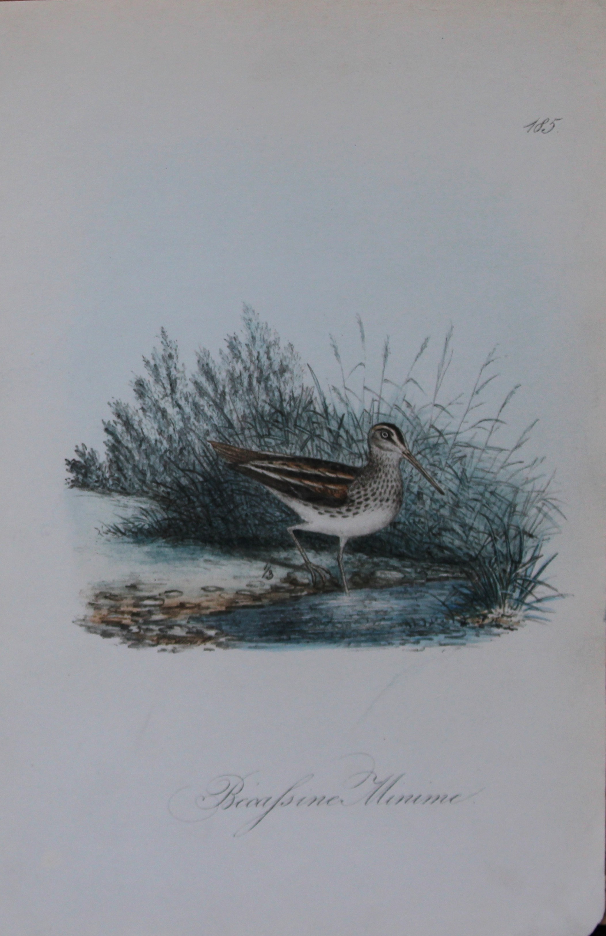Charles Dubois - Rare lithograph of Little Snipe 1854-60