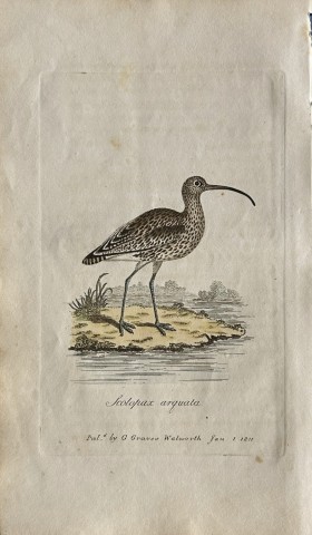 George Graves - Rare engraving of the Common Curlew 1811