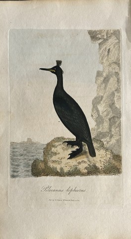George Graves - Rare engraving of the Tufted Shag 1811