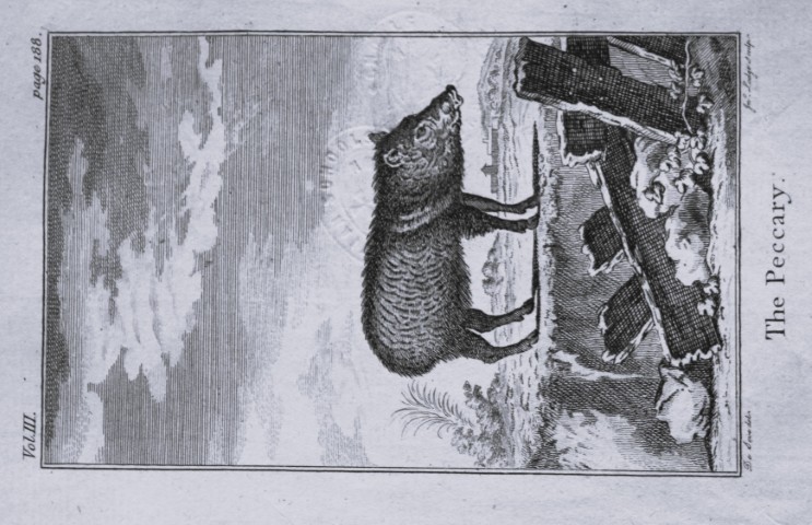 Buffon - The Peccary drawn by De Seve 1812