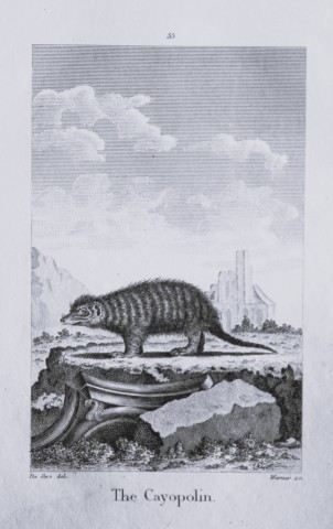 Buffon - The Cayopolin drawn by De Seve 1812