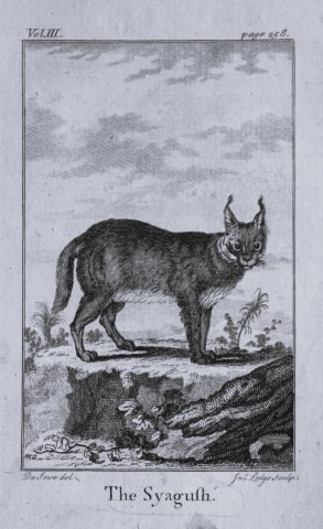 Buffon - The Syagush drawn by De Seve 1812