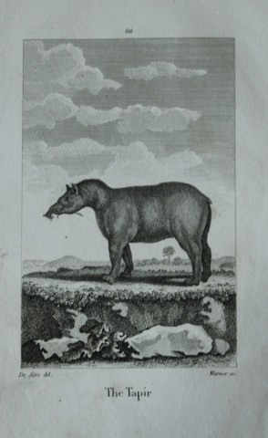 Buffon - Tapir drawn by De Seve 1812