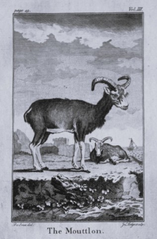 Buffon - The Mouttlon drawn by De Seve 1812