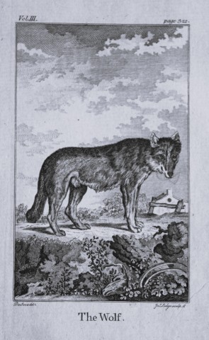 Buffon - The Wolf drawn by De Seve 1812