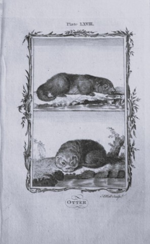 Buffon - Otters engraving by A Bell 1785
