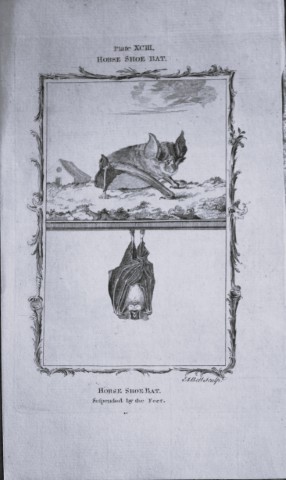 Buffon - The Horse Shoe Bat engraving by A Bell 1785