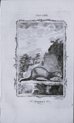 Buffon - Ferret engraving by A Bell 1785