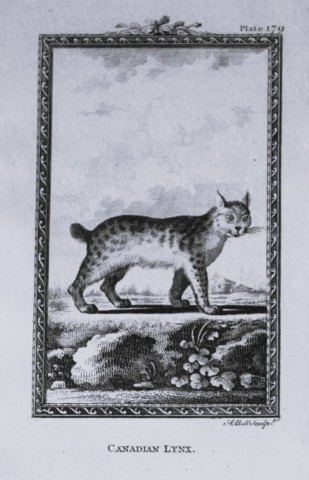 Buffon - The Canadian Lynx engraving by A Bell 1785