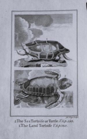 Buffon - Sea and Land Turtles engraving by A Bell 1785