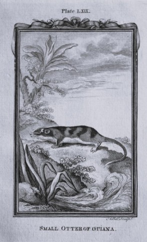 Buffon - Small Otter of Guiana engraving by A Bell 1785