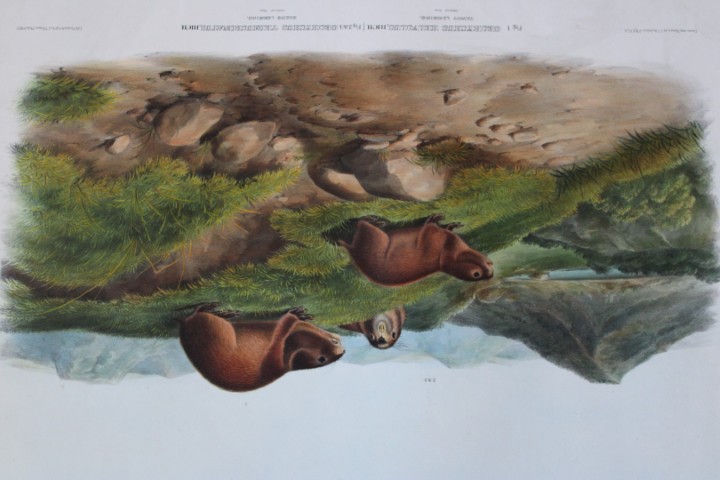 Audubon - Rare Imperial Folio of Tawny and Back's Lemmings 1846