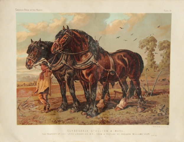 Cassell's Book of Horses - Clydesdale Stallion and Mare 1880