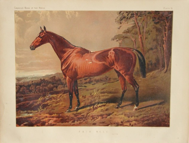 Cassell's Book of Horses - Fair Nell 1880
