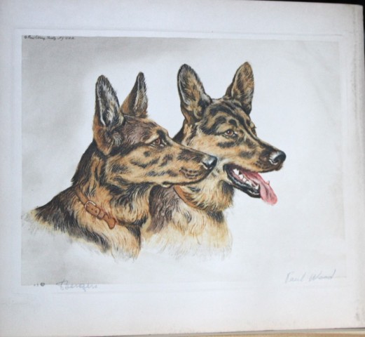 Paul Wood - Etching of German Shepherd dogs c1935