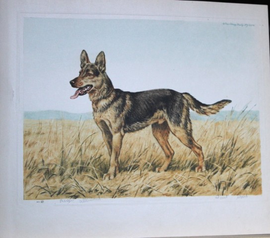 Paul Wood - Etching of a German Shepherd dog c1935