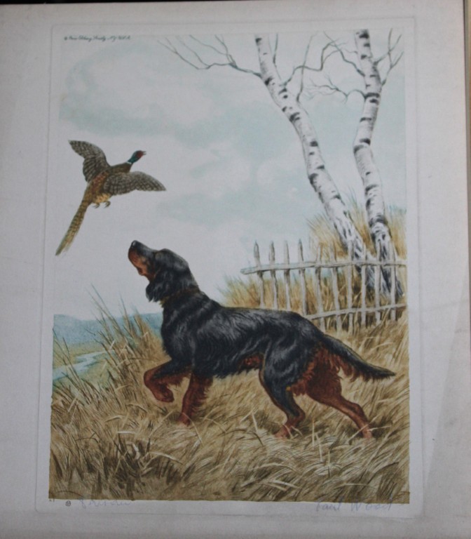 Paul Wood - Etching of a Setter c1935