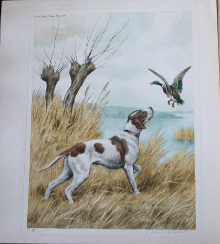 Paul Wood - Etching of a Setter c1935