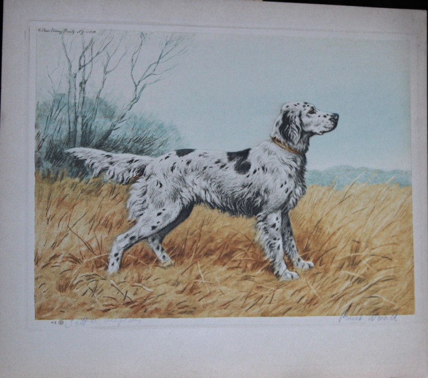 Paul Wood - Etching of a Setter c1935