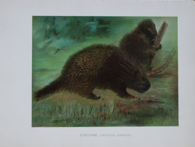 Charles Lang - Rare lithograph of a porcupine 1903