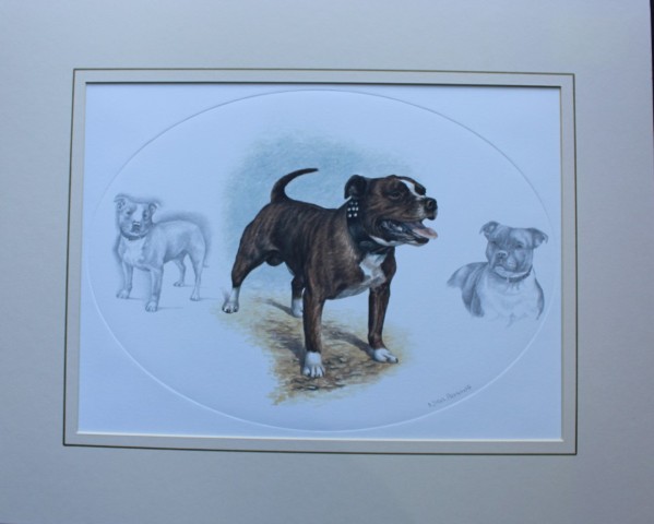 Nigel Hemming - Lithograph of a Staffordshire Bull Terrier 1988