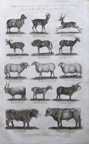 WH Hall - Engraving of Goats, Sheep, Cattle etc  1788
