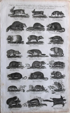 WH Hall - Engraving of Rabbits, Squirrels and Rodents 1788