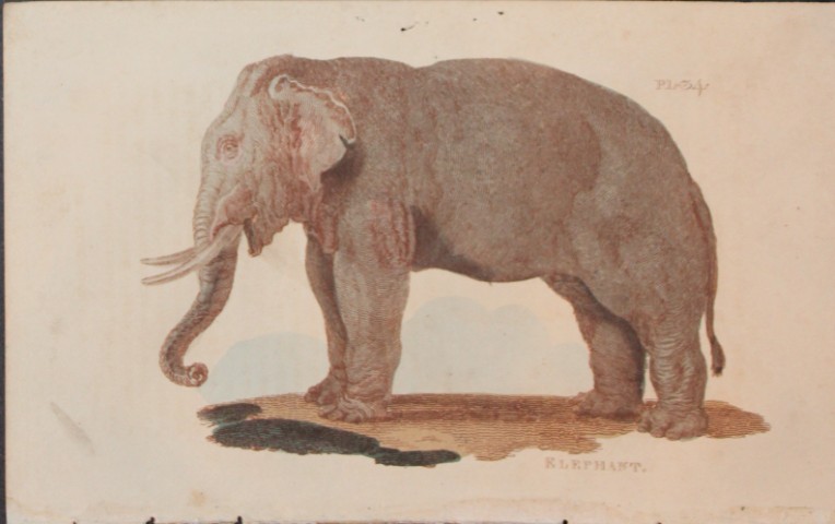 Brightly - Engraving of an Elephant 1811