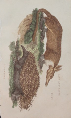 Brightly - Engraving of a Cape Ant Eater and Aculeated 1811