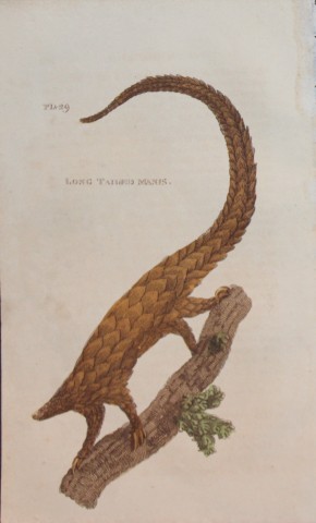Brightly - Engraving of a Long Tailed Manis 1811