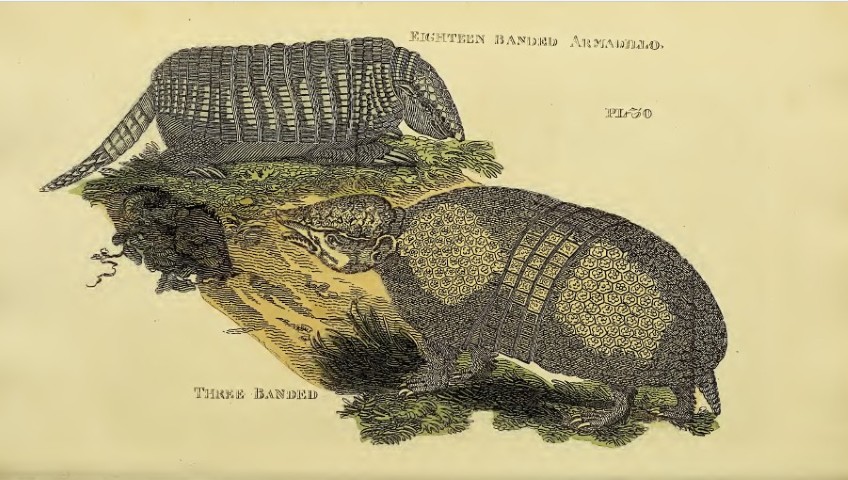 Brightly - Engraving of Eighteen Banded and Three Banded Armadillos  1811