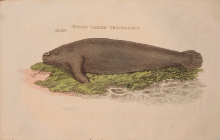 Brightly - Engraving of a Round Tailed Trichechus 1811
