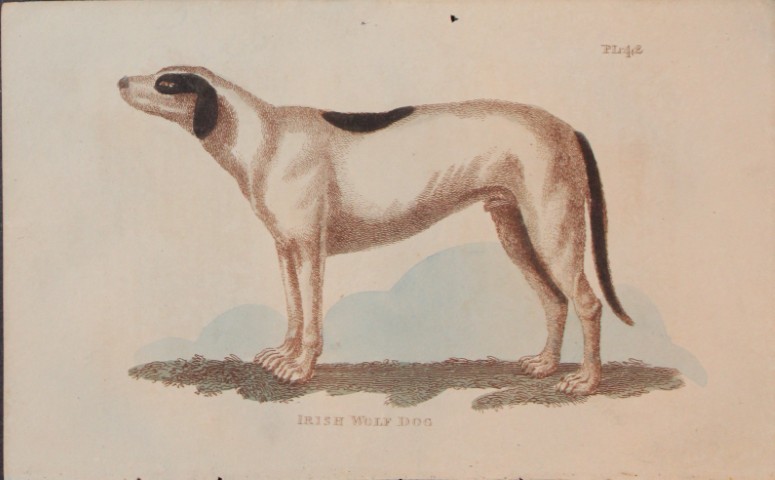 Brightly - Engraving of an Irish Wolf Dog 1811