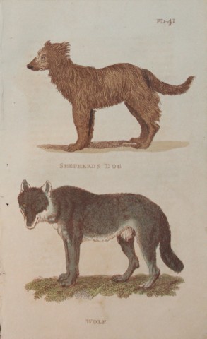 Brightly - Engraving of a Shepherd Dog and a Wolf 1811
