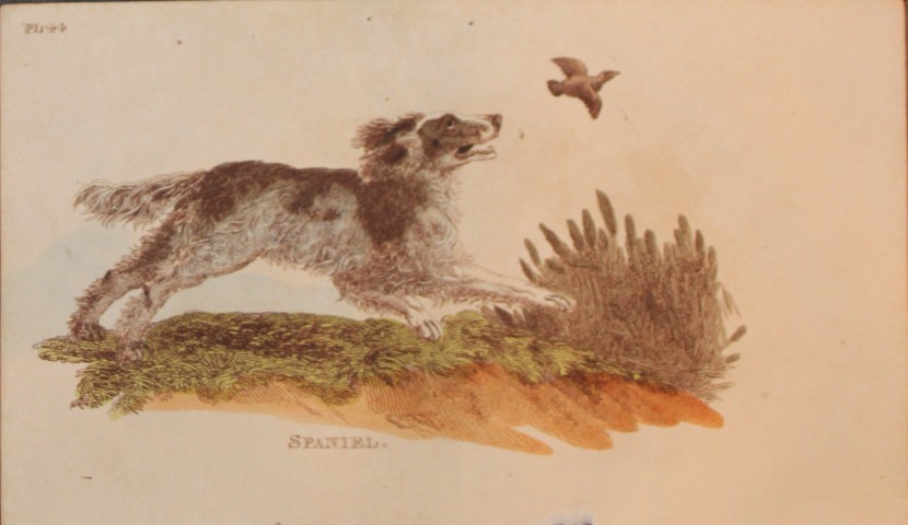 Brightly - Engraving of a Spaniel 1811