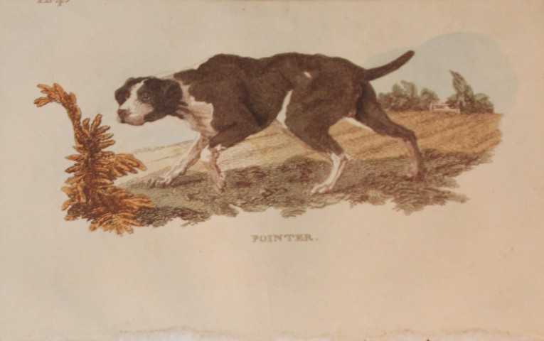 Brightly - Engraving of a Pointer 1811
