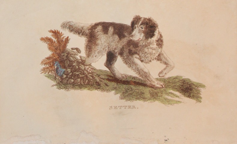 Brightly - Engraving of a Setter 1811