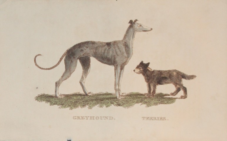 Brightly - Engraving of a Greyhound and Terrier 1811
